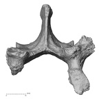 DV14-63 Homo sapiens lumbar vertebra first superior
