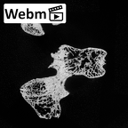 DV14-63 Homo sapiens lumbar vertebra first ct stack movie