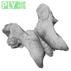 DV14-63 Homo sapiens lumbar vertebra first ply