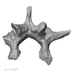 DV14-64 Homo sapiens lumbar vertebra second inferior