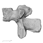 DV14-64 Homo sapiens lumbar vertebra second lateral