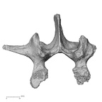 DV14-64 Homo sapiens lumbar vertebra second superior