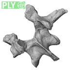 DV14-64 Homo sapiens lumbar vertebra second ply