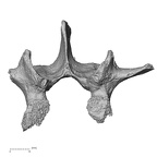 DV14-66 H. sapiens lumbar vertebra third