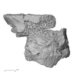 DV14-67 Homo sapiens lumbar vertebra third anterior