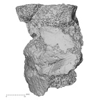 DV14-67 Homo sapiens lumbar vertebra third lateral