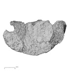 DV14-67 Homo sapiens lumbar vertebra third superior