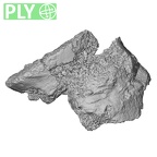 DV14-67 Homo sapiens lumbar vertebra third ply