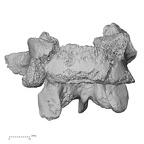 DV14-68 Homo sapiens lumbar vertebra fourth anterior