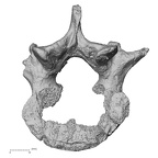 DV14-68 Homo sapiens lumbar vertebra fourth inferior