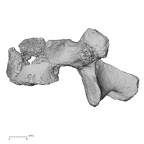 DV14-68 Homo sapiens lumbar vertebra fourth lateral