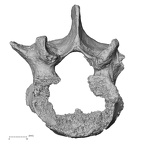 DV14-68 Homo sapiens lumbar vertebra fourth superior