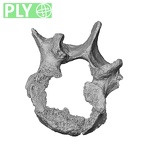 DV14-68 Homo sapiens lumbar vertebra fourth ply
