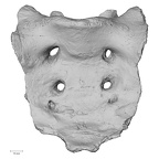 DV14-70 Homo sapiens sacrum anterior