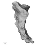 DV14-70 Homo sapiens sacrum lateral