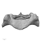 DV14-70 Homo sapiens sacrum superior