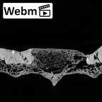 DV14-70 Homo sapiens sacrum ct stack movie