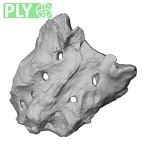 DV14-70 Homo sapiens sacrum ply