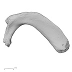 DV14-71 Homo sapiens rib first right inferior