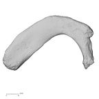 DV14-71 H. sapiens rib first right