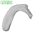 DV14-71 Homo sapiens rib first right ply