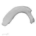 DV14-72 Homo sapiens rib first left inferior