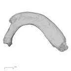 DV14-72 Homo sapiens rib first left superior