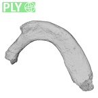 DV14-72 Homo sapiens rib first left ply