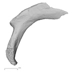 DV14-73 Homo sapiens rib second right inferior