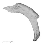 DV14-73 Homo sapiens rib second right superior