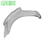 DV14-73 Homo sapiens rib second right ply