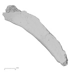 DV14-74 Homo sapiens rib second right inferior