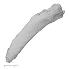 DV14-74 Homo sapiens rib second right superior