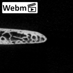 DV14-74 Homo sapiens rib second right ct stack movie