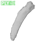 DV14-74 Homo sapiens rib second right ply