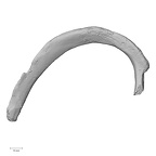 DV14-75 Homo sapiens rib second left inferior