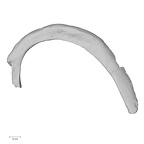 DV14-75 Homo sapiens rib second left superior