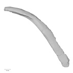 DV14-77 Homo sapiens rib third left superior