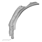 DV14-79 Homo sapiens rib fourth right inferior