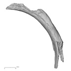 DV14-79 Homo sapiens rib fourth right superior