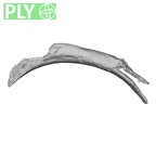 DV14-79 Homo sapiens rib fourth right ply