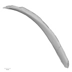 DV14-80 Homo sapiens rib fourth inferior