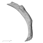 DV14-81 Homo sapiens rib fourth left inferior