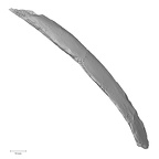 DV14-82 Homo sapiens rib fourth left superior