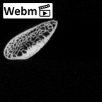 DV14-84 Homo sapiens rib fifth right ct stack movie