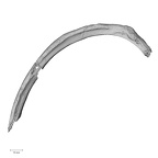 DV14-85 Homo sapiens rib fifth left inferior