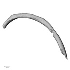 DV14-85 Homo sapiens rib fifth left superior