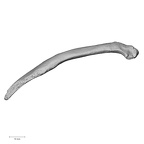 DV14-99 Homo sapiens rib twelfth left inferior