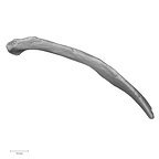 DV14-99 Homo sapiens rib twelfth left superior