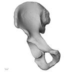 DV15-120 Homo sapiens os coxae right anterior